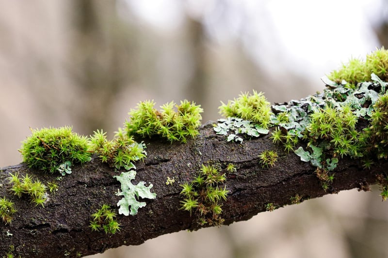 Moss Details