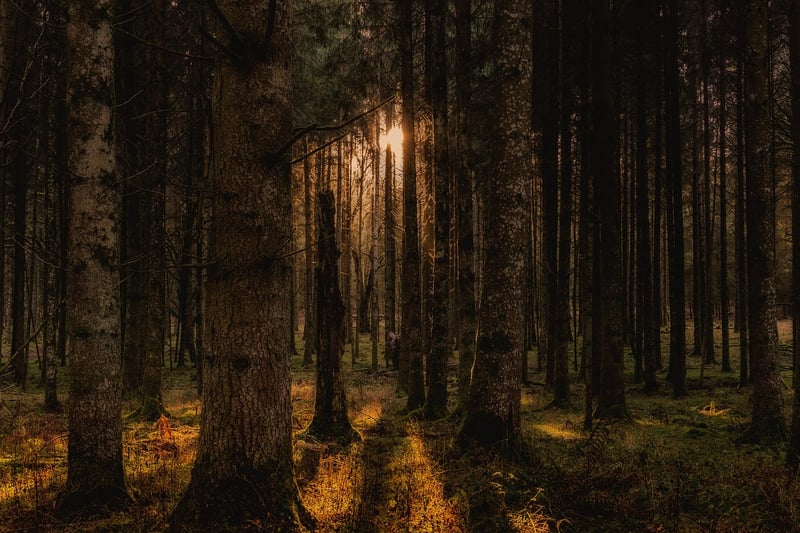 Woodland Glade